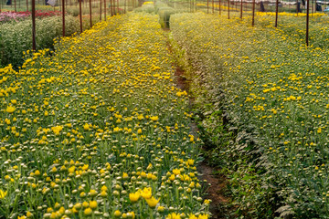 Yellow chrysanthemum booming in smart nursery to grow flowers for marketplace