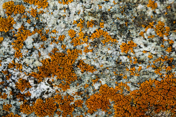 The texture of the stone overgrown with moss. Background image of a boulder