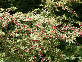 (Crataegus monogyna) Der Eingriffelige Weißdorn oder Hagedorn, ein Zierstrauch mit dornenbesetzten...