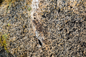 The texture of the stone overgrown with moss. Background image of a boulder