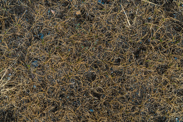 Texture of withered grass. Lifeless background image. Siberian soil. Macro photo