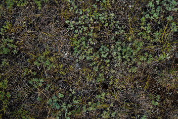 Texture of withered grass. Lifeless background image. Siberian soil. Macro photo