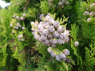 cupressus cones clump