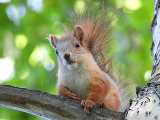 squirrel	