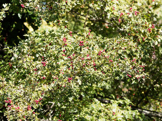 (Crataegus monogyna) Der Eingriffelige Weißdorn mit dunkelbraun Rinde und weist orangefarbene...