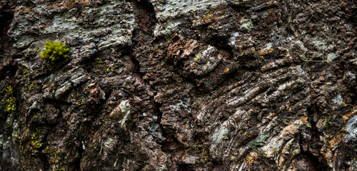 The texture of the bark of a tree. Background image of macro photo of bark with mold