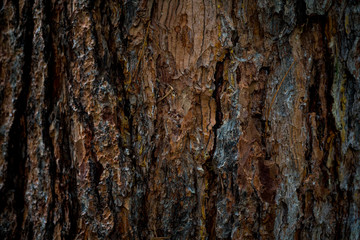 The texture of the bark of a tree. Background image of macro photo of bark with mold - Powered by Adobe