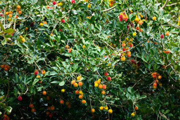 Rambutan fruits in a garden