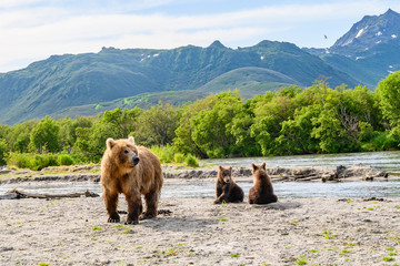 Ruling the landscape, brown bears of Kamchatka (Ursus arctos beringianus) © vaclav
