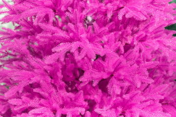 Pink christmas fur tree background texture. Copy space for design