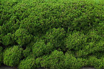 Green dense wall background