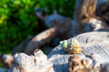Shell on wood s nature ocean  sea Kratin Beach Phuket Thailand