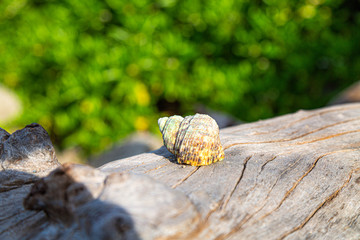 Shell on wood s nature ocean  sea Kratin Beach Phuket Thailand