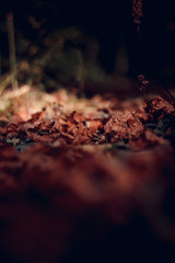 Colorful and vibrant autumn forest leaves.Golden,brown and yellow autumn forest leaves. Beautiful autumnal leaf coloration.