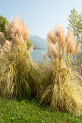 Flora spontanea in riva al lago