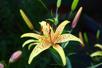 Obraz premium Summer mood. Garden flowers