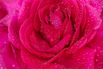 Beautiful background big pink rose in dewdrops close-up, soft focus.