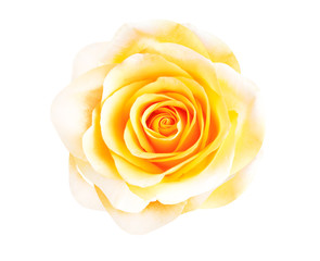 Yellow rose flowers head fresh skin blooming top view isolated on white background with clipping path , close up beautiful natural patterns