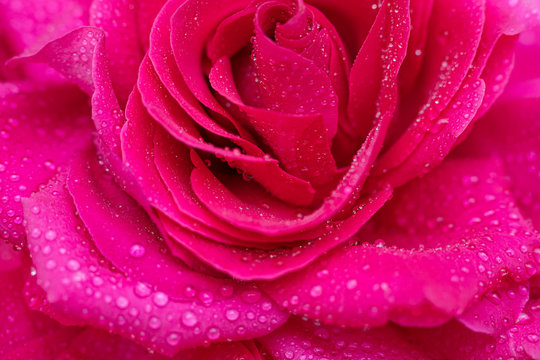 Beautiful background big pink rose in dewdrops close-up, soft focus.