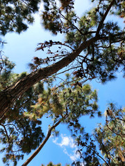 The brown trunk of the pine tree and branches. Bottom view of the pine tree.