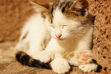 white kitten sleep on stone sunny steps outside the house