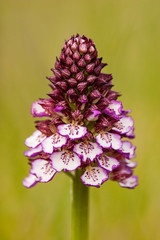 Orchis purpurea also named lady orchid