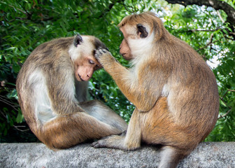 Two monkeys (Toque macaque) sitting on the stone and looking for fleas from each other. Sri Lanka.