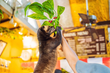Young woman with musang coffee kopi luwak producer. Bali island