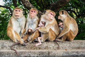 Fototapeta na wymiar Family Toque macaques in nature. Mothers monkey breastfeeding her baby. Sri Lanka.