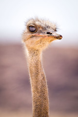Close up of a blinking ostrich, Namibia, Africa