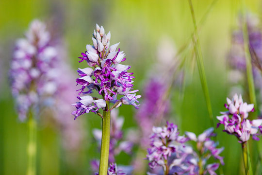 Orchis militaris also named military orchid
