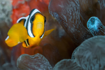 Naklejka na ściany i meble Clown fish swimming in its anemone.