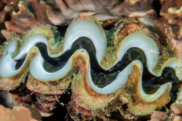 A large bivalve with beautiful mantle (Tridacna crocea).