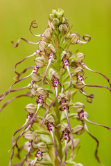 Himantoglossum hircinum also named Lizard orchid