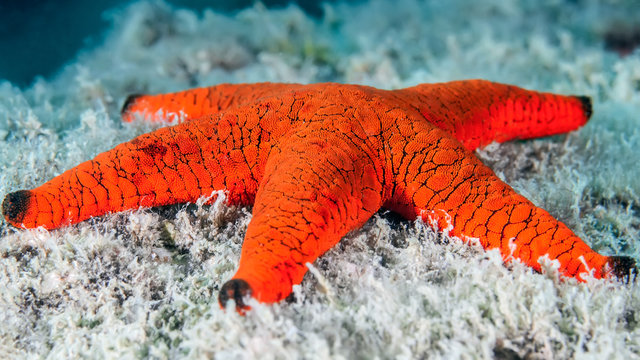 Fromia indica red bright sea star on a coral reef. Underwater macro photography.
