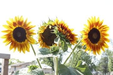 Multiple Sunflowers
