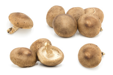 Asian fresh champignons multi set collection close-up isolated on white background