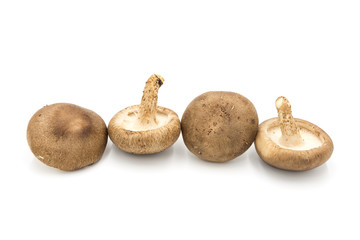 Four fresh shiitake mushrooms arranged isolated on white background