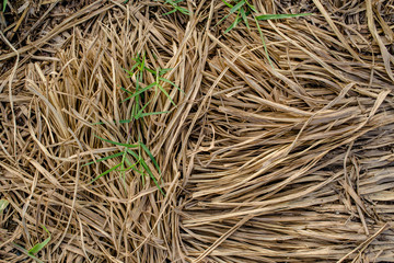 Mantegazzianum fresh and a last year's grass