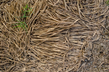 Mantegazzianum fresh and a last year's grass