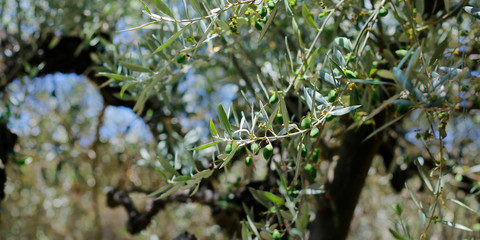 green olives growing in mediterranean olive tree