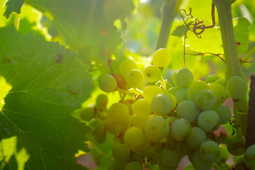 cluster of green grapes on a vine 