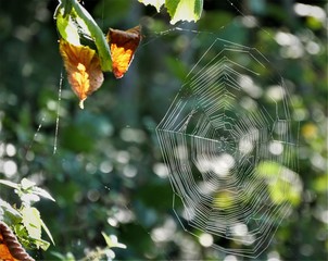 Spinnennetz