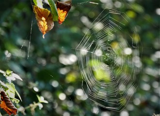 Spinnennetz