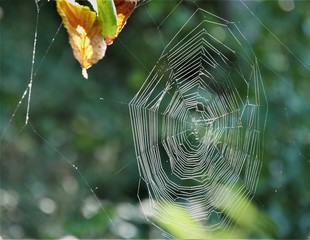 Spinnennetz