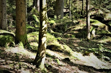 Wald