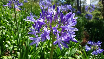African Lily 2