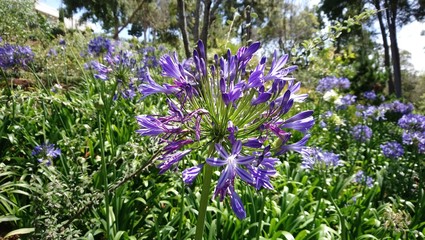 African Lily