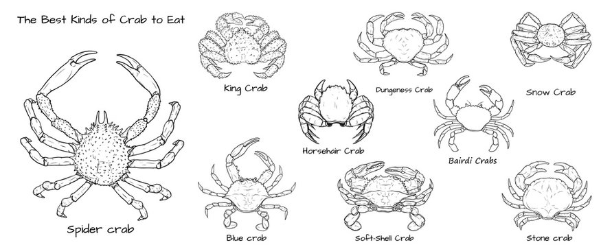 Set of the best kinds of crab to eat.Crab vector by hand drawing.crab silhouette on white background.Horsehair Crab art highly detailed in line art style.Animal pictures for coloring.
