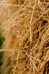 stubble field after harvest in rural area